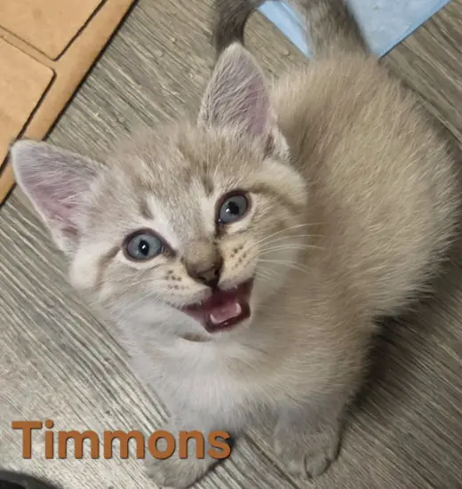 Timmons (Available 11/06/26)