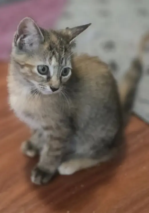 Baylor