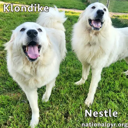 Nestle & Klondike in KY - Playful & Friendly Pair!