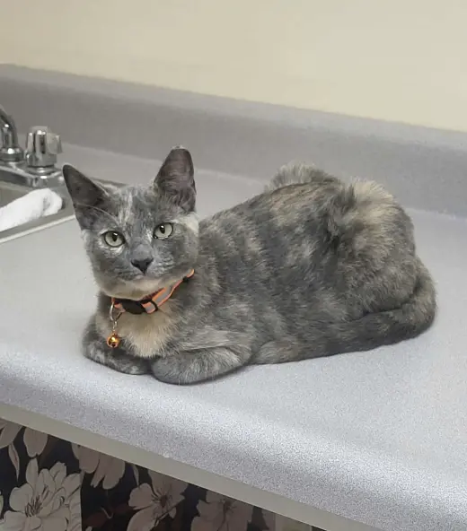 Luna