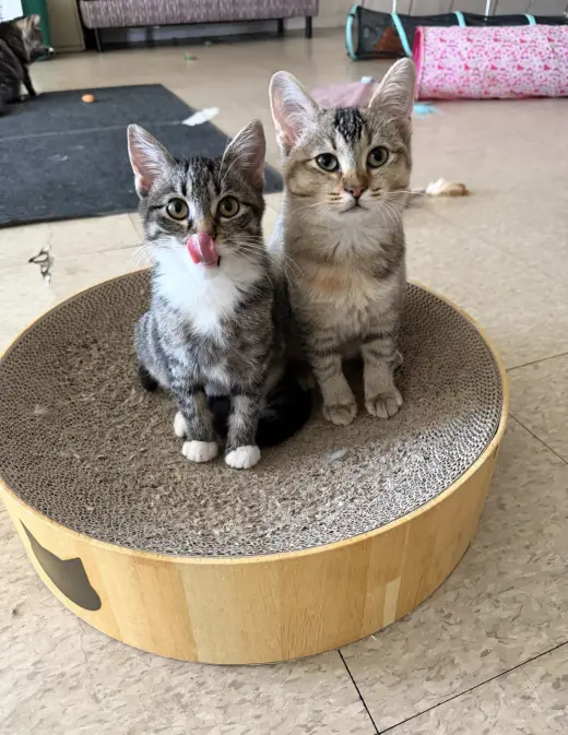 Jennifer (must be adopted with Rita)