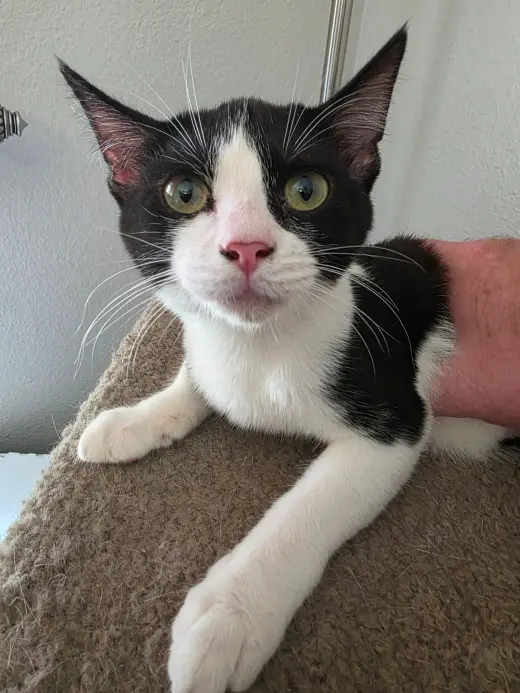 Figaro