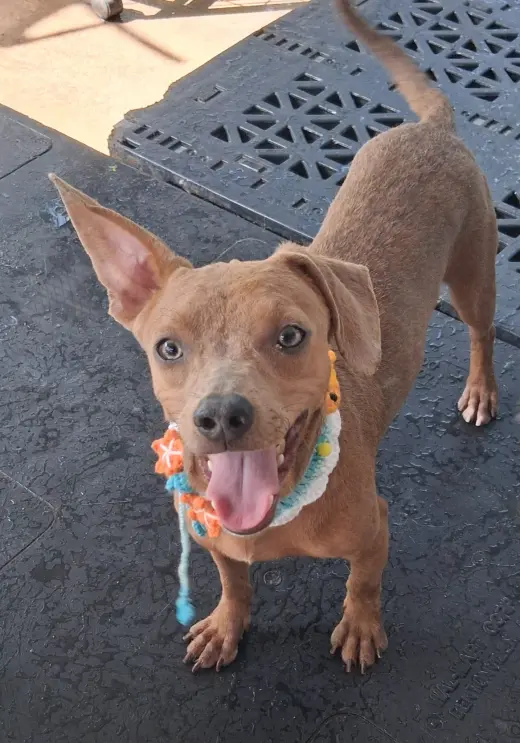 Hugo
