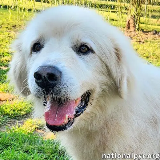 Mason in KY - Soft-hearted & Devoted!