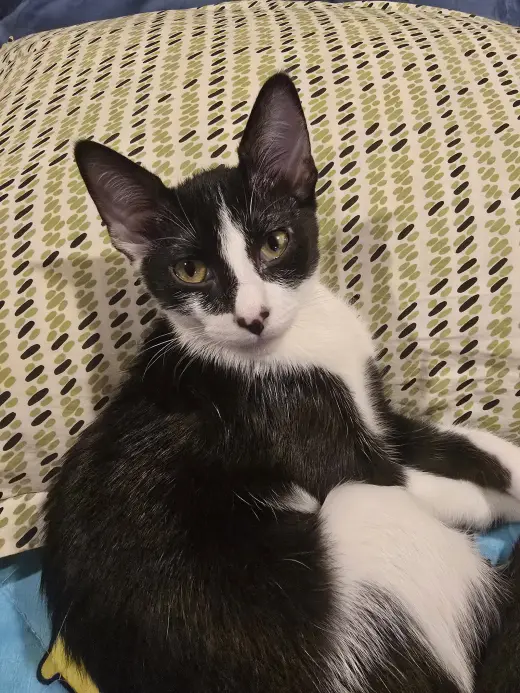Bowie