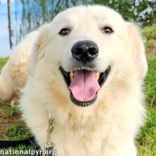 Bear in KY - Loves To Play With Other Dogs!
