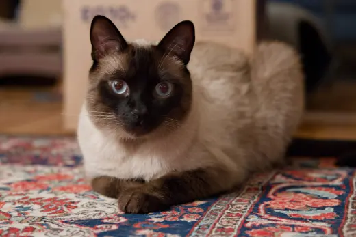 Clyde (bonded w/ Bonnie)