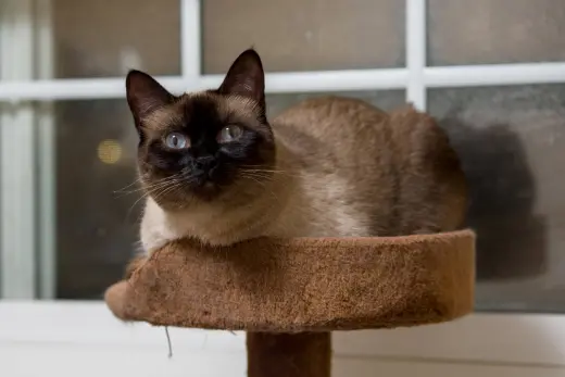 Bonnie (bonded w/ Clyde)