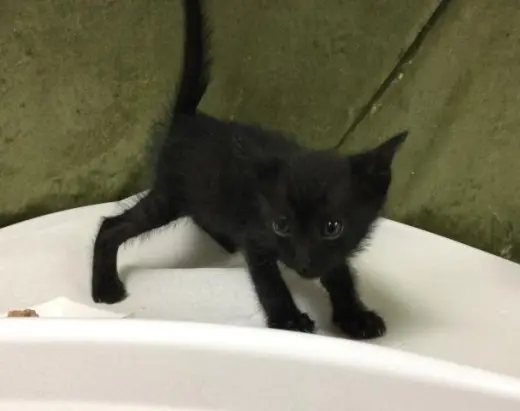 PANTHER