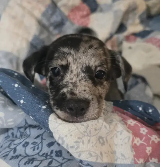 Alfie- the A Litter