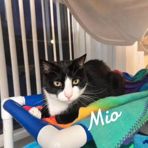 Mio