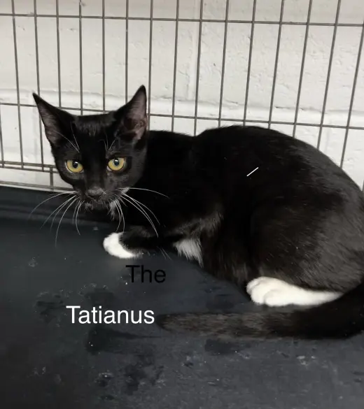 Tatianus