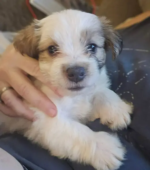 Andie - The A litter