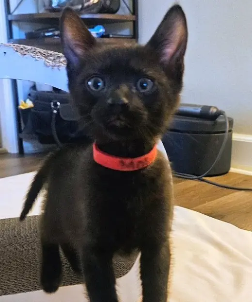 MOWGLI