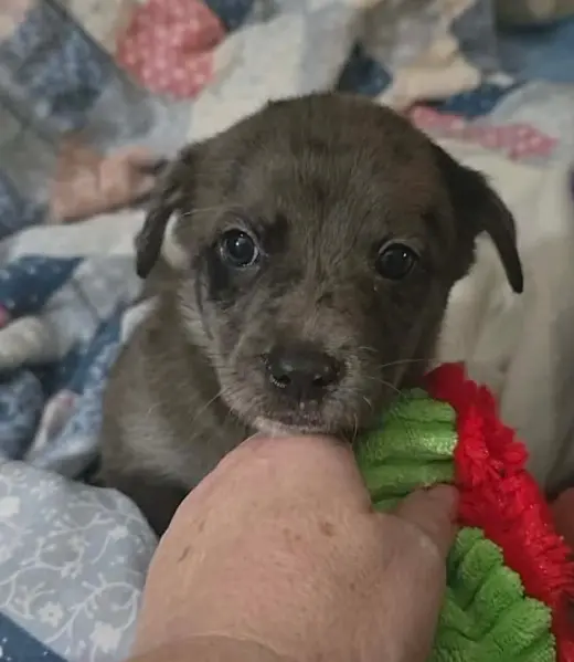 Andre- the A litter