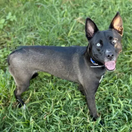 NOVA