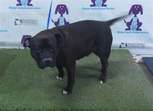 BENNY