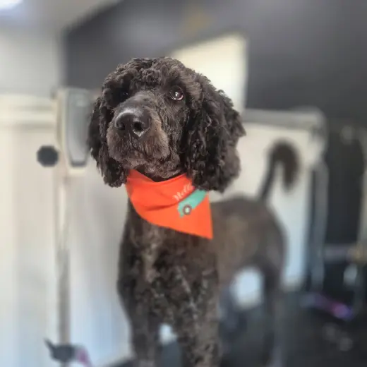 Lucky- very handsome boy