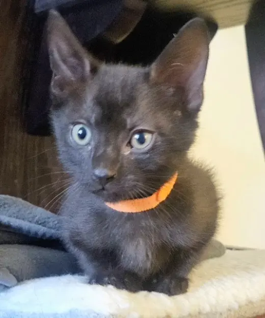 SIMBA