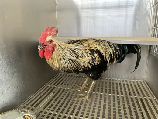 BJORN