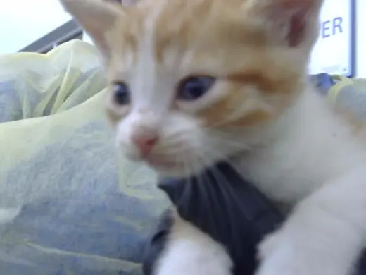 CARAMEL