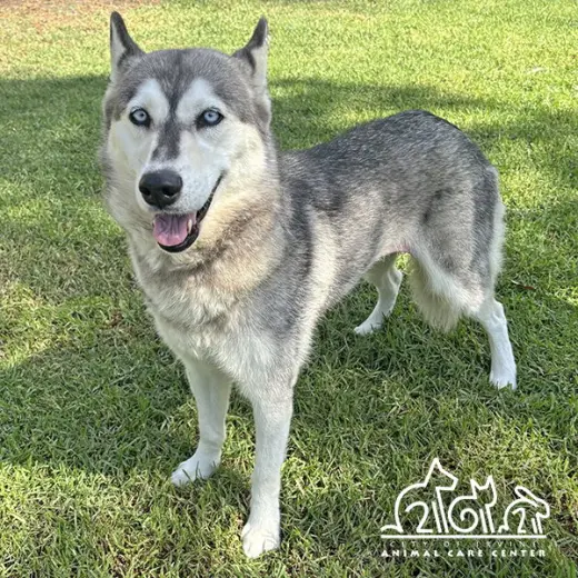 ARWEN