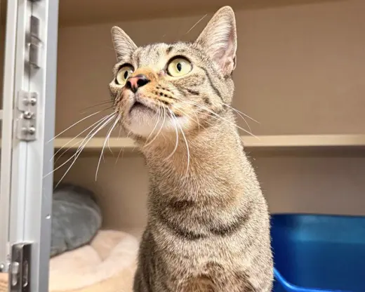 OLLIE