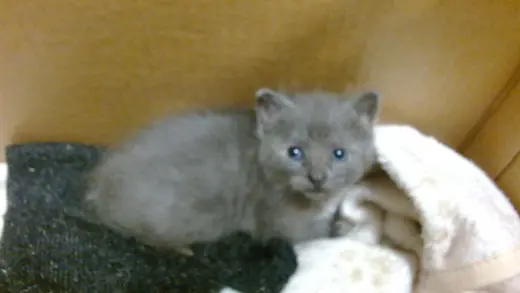 BLU