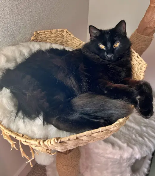 BEEF #2024 - Offered by Owner - Floofy Black Beaut