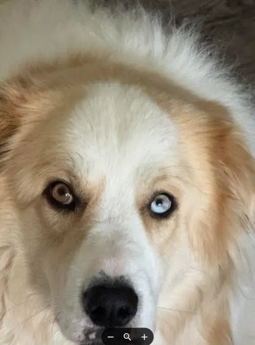 Daisy Jo