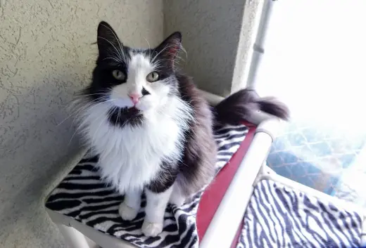 Pedro