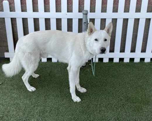 *OZ