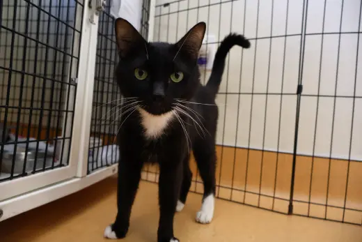 Gato