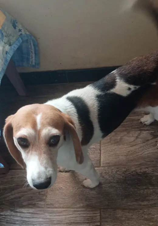 Beatrice-ADOPTED 9/30/26