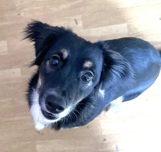Luka - Courtesy listing