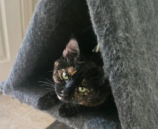 Lila