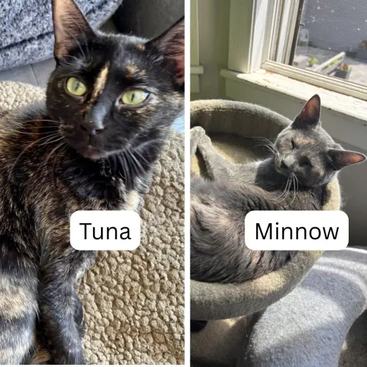 Tuna / Minnow