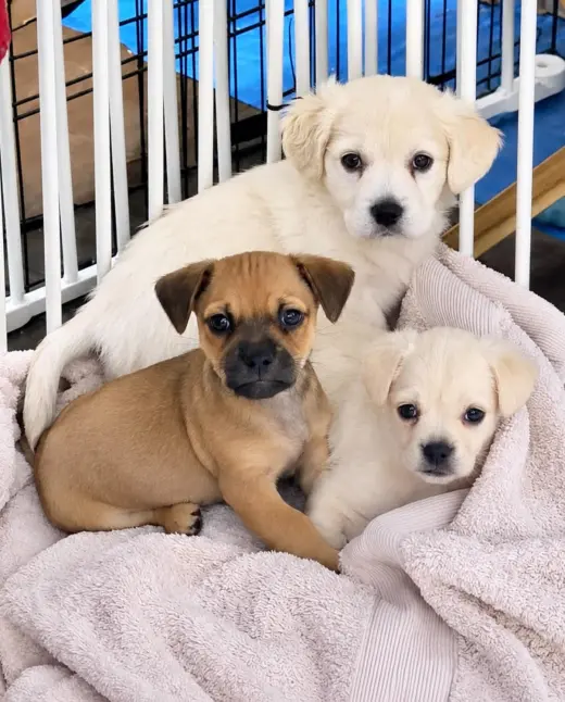 Lola's pups