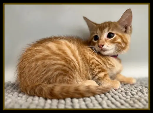 FLORENCE TATOR TOT