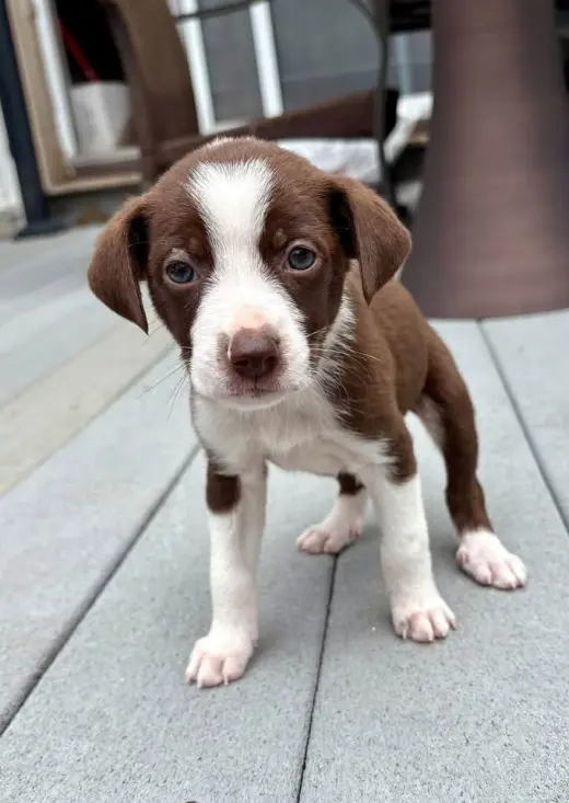Otis