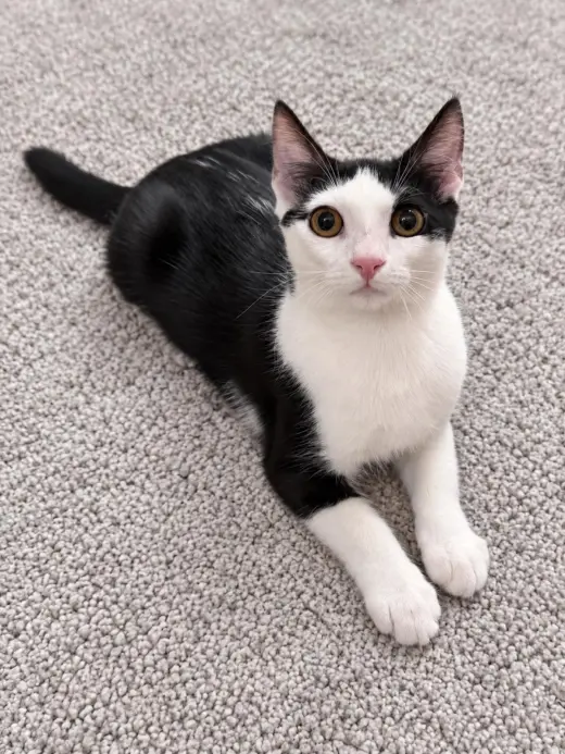 Chalupa