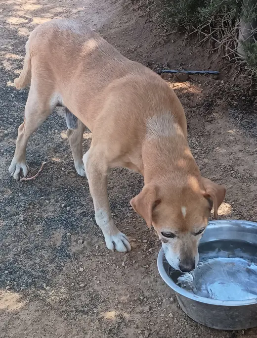 Socks-ADOPTED 9/25/26
