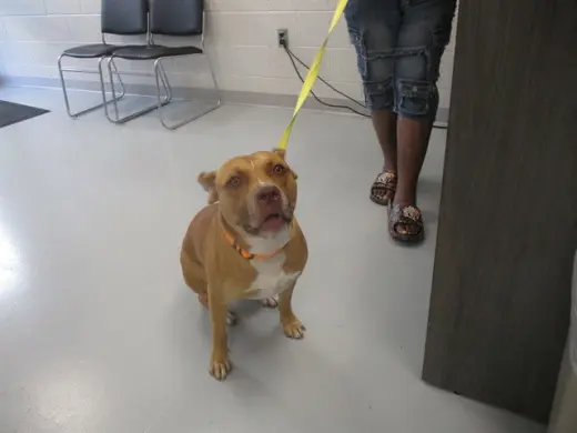 BISCUIT