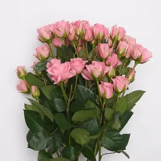 Rosas Premium y Arreglos