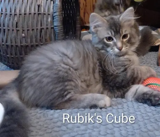 RUBIK'S CUBE