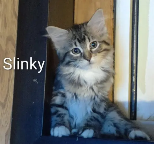 SLINKY