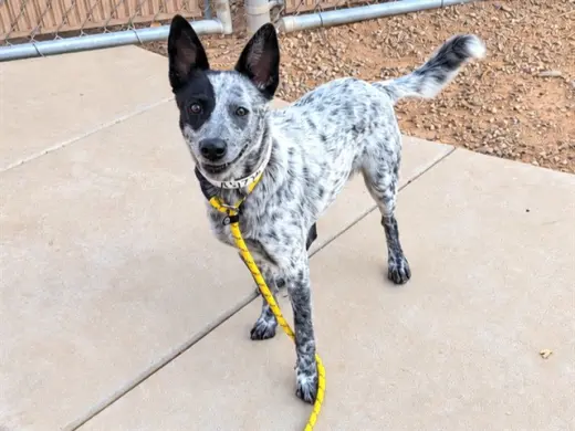 DOTTIE
