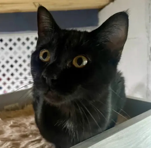 Cinder