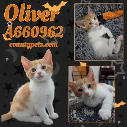 OLIVER