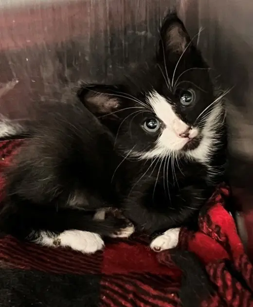 TUX